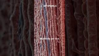 quotMyofibrils The Contractile Engines of Muscle Fibersquot [upl. by Silliw935]