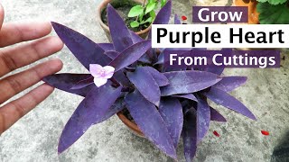 Growing Purple Heart plant From Cutting  Purple Heart Plant Propagation [upl. by Atnovart]