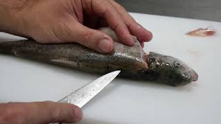 Apprendre à lever les filets dun poisson en 5 minutes chrono [upl. by Libbey]