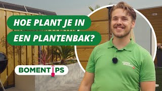 Hoe plant je in een grote plantenbak  BOMENTIPS 58 [upl. by Neirual]