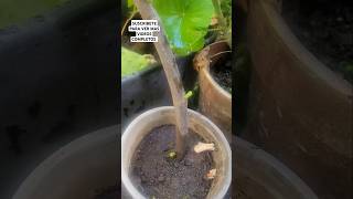 Como germinar una higuera viralvideo video viralshorts plantas gardening [upl. by Akerboom]