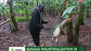 Presidential initiative on Banana TALKSHOW PIBID 29TH JUNE 2018 [upl. by Inavoj]