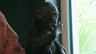 Bonobos ZOO Planckendael 2023 [upl. by Ssalguod]