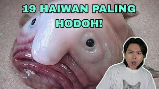 19 Haiwan Paling Hodoh Di Dunia [upl. by Ecal]