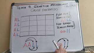 Genética mendeliana  Cruce dihíbrido [upl. by Rehtaef]