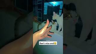 Kariyo Na Mjhse 🤣 subscribe cat support catlover catvideos catvideos cutecat hindi shorts [upl. by Valerye482]