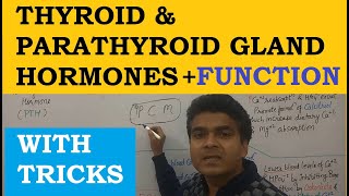 Thyroid Hormone Function  Thyroid Hormone Hindi  Parathyroid Hormone Function  Endocrine System [upl. by Samau]