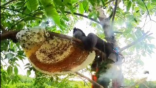 Pure Nature Wild Honey Tree Bee Yummy ASMR Honeycombs 78 [upl. by Eneri]