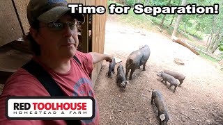 WEANING TIME Separating the Piglets from the Sows [upl. by Hachmann]