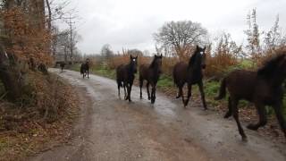 Manlio Fani  il Branco di Cavalli Romani verso Cavalli a Roma  Video 03 [upl. by Anerac]