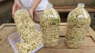 Making bean sprouts at home from plastic bottles is easy  both white and plump [upl. by Felice819]