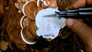 Ganoderma applanatum artist conk [upl. by Corley]