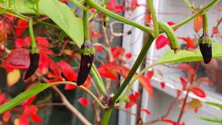 Prepping my Chilli Plants for Winter [upl. by Noruq]