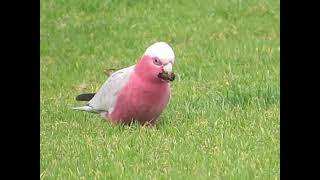 Pink galah selecting Araucaria seeds [upl. by Llenram]