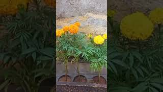 Gomphrena plant tulsi marigold gardening garden plants nature plantslover summerplant [upl. by Ahsinoj]