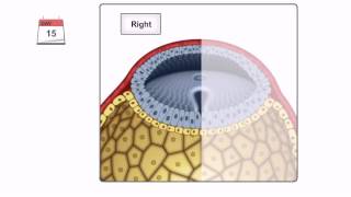 General Embryology  Detailed Animation On Gastrulation [upl. by Strong]