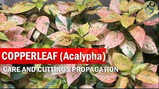 COPPERLEAF Plant Care  Acalypha wilkesiana  How to grow Khalifa Plant from Cuttings  in English [upl. by Nazus]