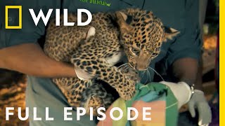 Saving Twin Leopard Cubs That Fell Down a Well Full Episode  Jungle Animal Rescue [upl. by Aihsyla]