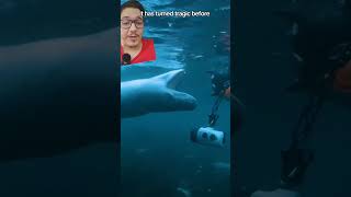 Leopard seal drowns biologist [upl. by Ahsitram325]