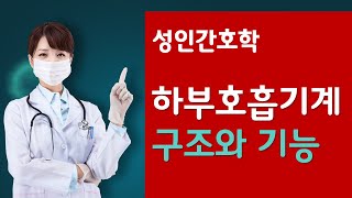 성인간호학 하부호흡기계 구조와 기능 [upl. by Jaco]