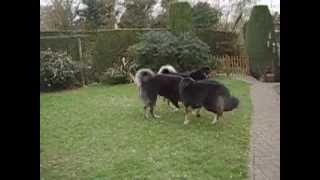 TIBETAN MASTIFFS PLAYING [upl. by Aicen]