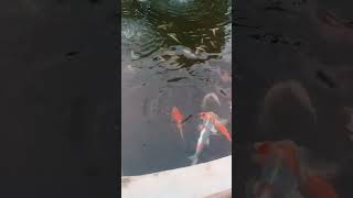 usaha pembibitan ikan nila [upl. by Oribella]