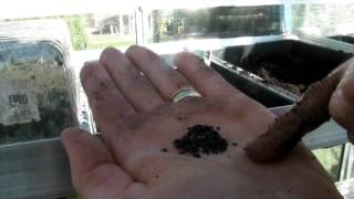 Sowing Perennial Flower seeds  Claires Allotment  Part 289 [upl. by Lamej]