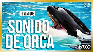 ¿Cómo Suena una Orca ¡Escucha este Asombroso RUIDO [upl. by Ennayehc]