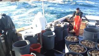 Catching conch on a rough day in the MidAtlantic unedited [upl. by Assena713]