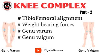 Tibiofemoral alignment and weight bearing forces  Knee joint biomechanics [upl. by Inalawi]