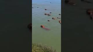 Capybaras Swim [upl. by Linzy]