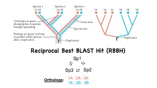 BLAST to find Orthologs [upl. by Varien335]