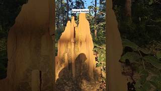 चींटियों का शहर  Anthill  Jeypore  Odisha  All India Travel Solo Without Money shorts anthill [upl. by Bodwell278]