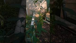 gardening plants chilli [upl. by Einehpets]