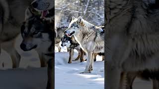 Unleashing the Power Up Close with Majestic Giant Wolves [upl. by Hcurob331]