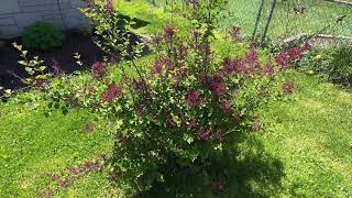 Proven Winners  Syringa x Bloomerang Dark Purple Reblooming Lilac Shrub dark purple flowers [upl. by Liuka]