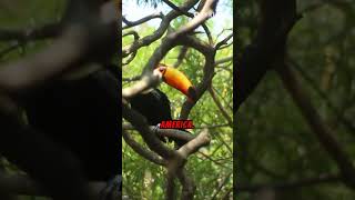 Top 5 littleknow facts about Toucans facts animals wildlife nature toucan shorts [upl. by Cogn]