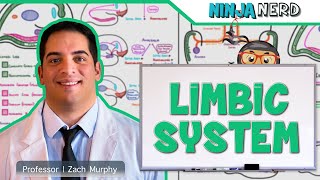 Neurology  Limbic System Anatomy amp Function [upl. by Acinorrev]