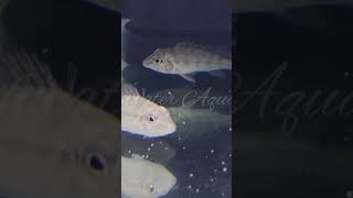 Satanoperca Jurupari  Available onlineshopping aquarium fishkeeping fish hobby [upl. by Elolcin480]