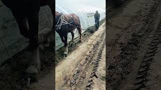 Vegetable shed drainage ditch digging process [upl. by Krutz625]