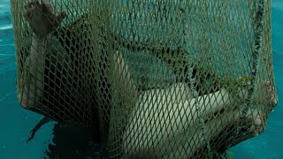 A Fisherman Catches A Beautiful Mermaid In A Net [upl. by Hoes]