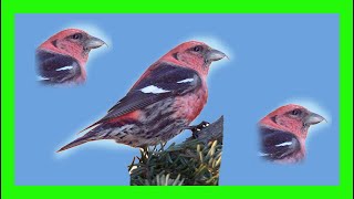 Two Barred Crossbill Bird Song Call Chirp Voice  Piquituerto Aliblanco Canto  Loxia leucoptera [upl. by Conard]