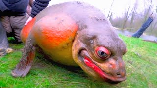 20 Craziest Animal Mutations in the World [upl. by Aridatha]