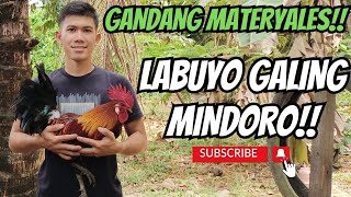 LABUYO MULA SA MINDORO  BENTAHAN NG MANOK SA MINDORO  GAMEFOWL BREEDERS [upl. by Atilamrac702]