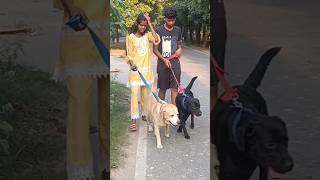 So cute and beautiful dogs ☺❤ trending ytshorts dog labrador viral love cute shorts [upl. by Nosreg881]