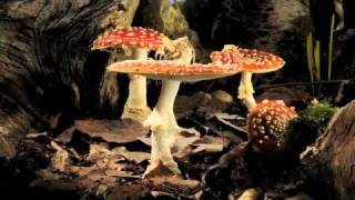 Fly Agaric toadstool growing timelapse [upl. by Eelyram]