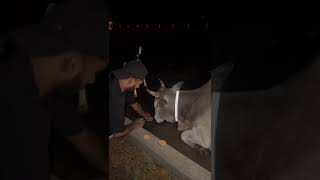 Our Volunteers fixing Radium bands on stray Cows to reduce Road Accidents safetyroad [upl. by Sama]