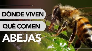 Dónde VIVEN las ABEJAS y QUÉ COMEN 🐝 ¡INCREÍBLE [upl. by Pamela505]