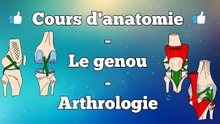 Anatomie du membre inférieur  Le genou [upl. by Annenn]