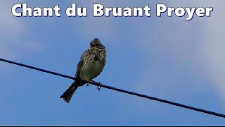 BRUANT PROYER  Chant doiseau [upl. by Etnoel]